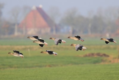 Kleine Rietganzen - Pink-footed Geese