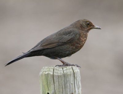 Merel - Common Blackbird