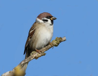 Ringmus - Eurasian Tree Sparrow