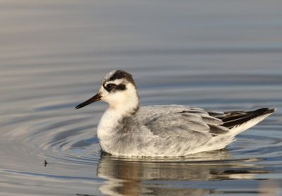 Rosse Franjepoot - Red Phalarope