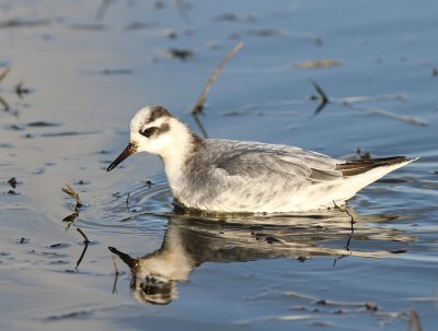 Rosse Franjepoot - Red Phalarope