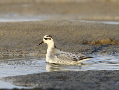 Rosse Franjepoot - Red Phalarope