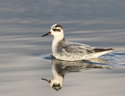 Rosse Franjepoot - Red Phalarope