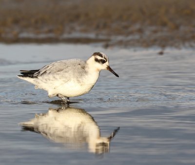 Rosse Franjepoot - Red Phalarope