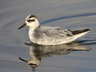 Rosse Franjepoot - Red Phalarope