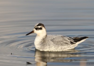 Rosse Franjepoot - Red Phalarope