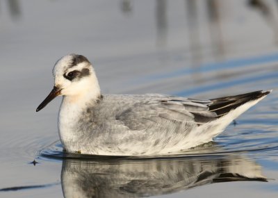 Rosse Franjepoot - Red Phalarope