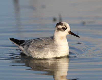 Rosse Franjepoot - Red Phalarope