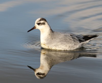 Rosse Franjepoot - Red Phalarope