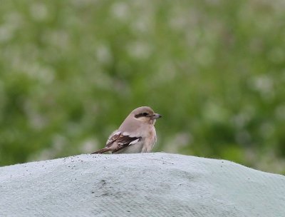 Steppeklapekster - Steppe Grey Shrike