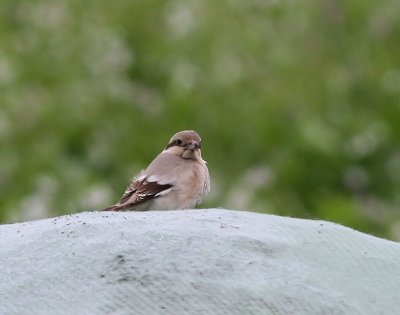 Steppeklapekster - Steppe Grey Shrike