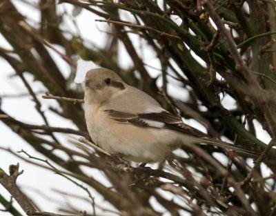 Steppeklapekster - Steppe Grey Shrike