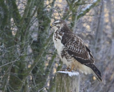 Buizerd - Common Buzzard