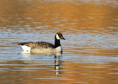 Grote Canadese Gans - Greater Canada Goose