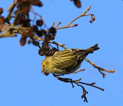 Sijs - Eurasian Siskin