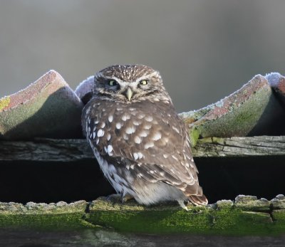 Steenuil - Little Owl