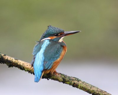 IJsvogel - Common Kingfisher