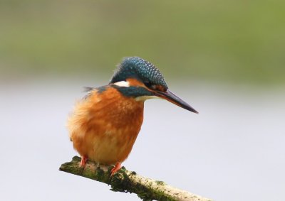 IJsvogel - Common Kingfisher