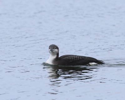 Parelduiker - Black-throated Loon