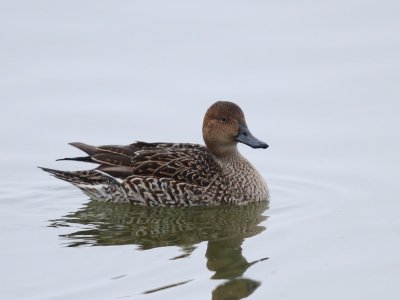 Pijlstaart - Northern Pintail