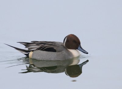 Pijlstaart - Northern Pintail