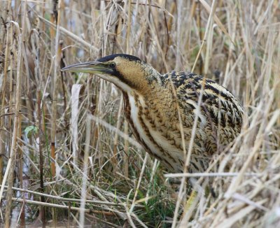Roerdomp - Great Bittern