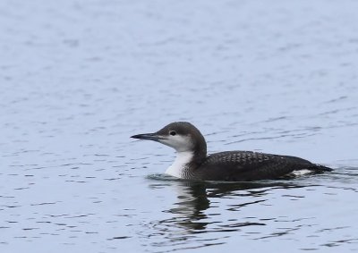 Parelduiker - Black-throated Loon
