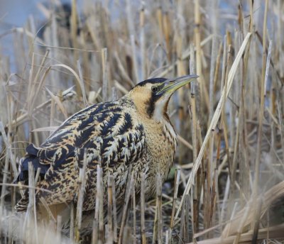 Roerdomp - Great Bittern