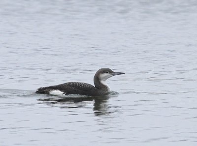 Parelduiker - Black-throated Loon