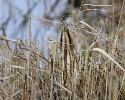 Roerdomp - Great Bittern