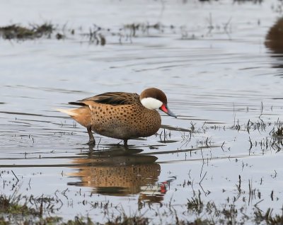 Bahamapijlstaart - White-cheeked Pintail