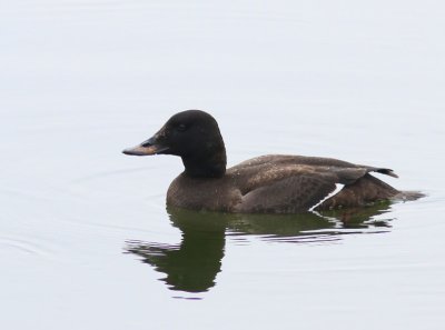 Grote Zee-eend - Velvet Scoter