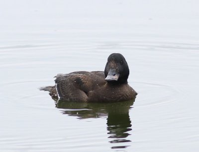 Grote Zee-eend - Velvet Scoter