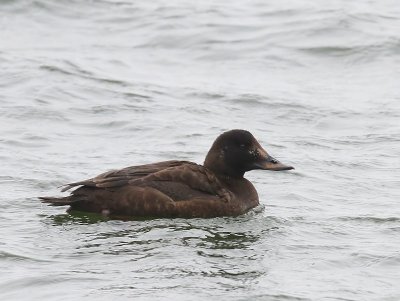 Grote Zee-eend - Velvet Scoter