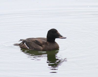 Grote Zee-eend - Velvet Scoter