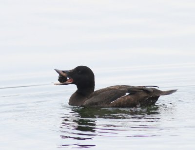 Grote Zee-eend - Velvet Scoter