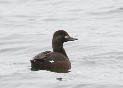 Grote Zee-eend - Velvet Scoter
