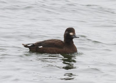 Grote Zee-eend - Velvet Scoter