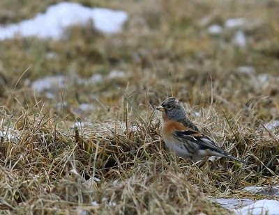 Keep - Brambling