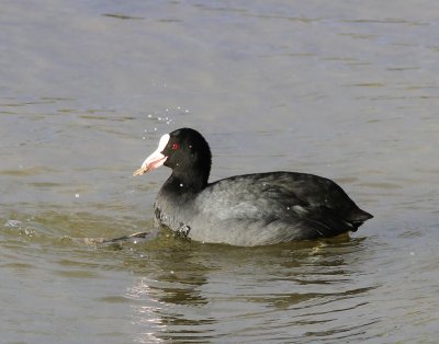 Meerkoet - Eurasian Coot