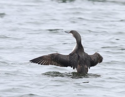 Parelduiker - Black-throated Loon