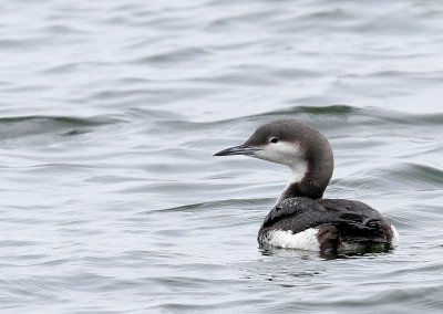 Parelduiker - Black-throated Loon