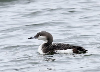Parelduiker - Black-throated Loon
