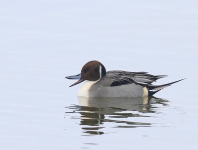 Pijlstaart - Northern Pintail