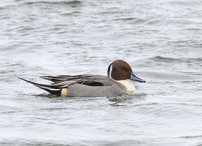 Pijlstaart - Northern Pintail