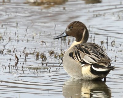 Pijlstaart - Northern Pintail