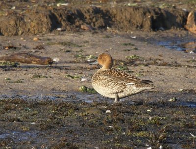 Pijlstaart - Northern Pintail