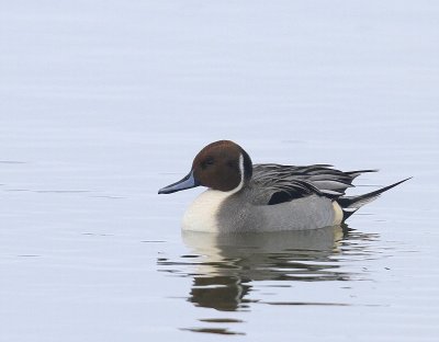 Pijlstaart - Northern Pintail