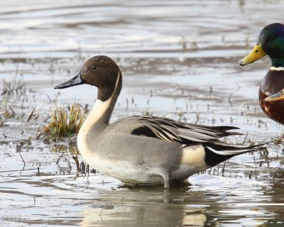 Pijlstaart - Northern Pintail