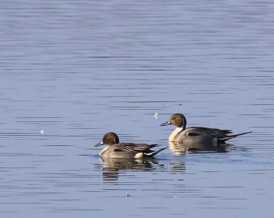 Pijlstaarten - Northern Pintails